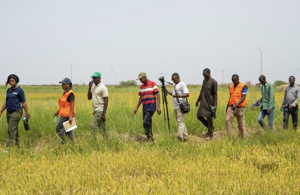 Résoudre le problème de la Salinité pour les producteurs de la vallée - Sénégal