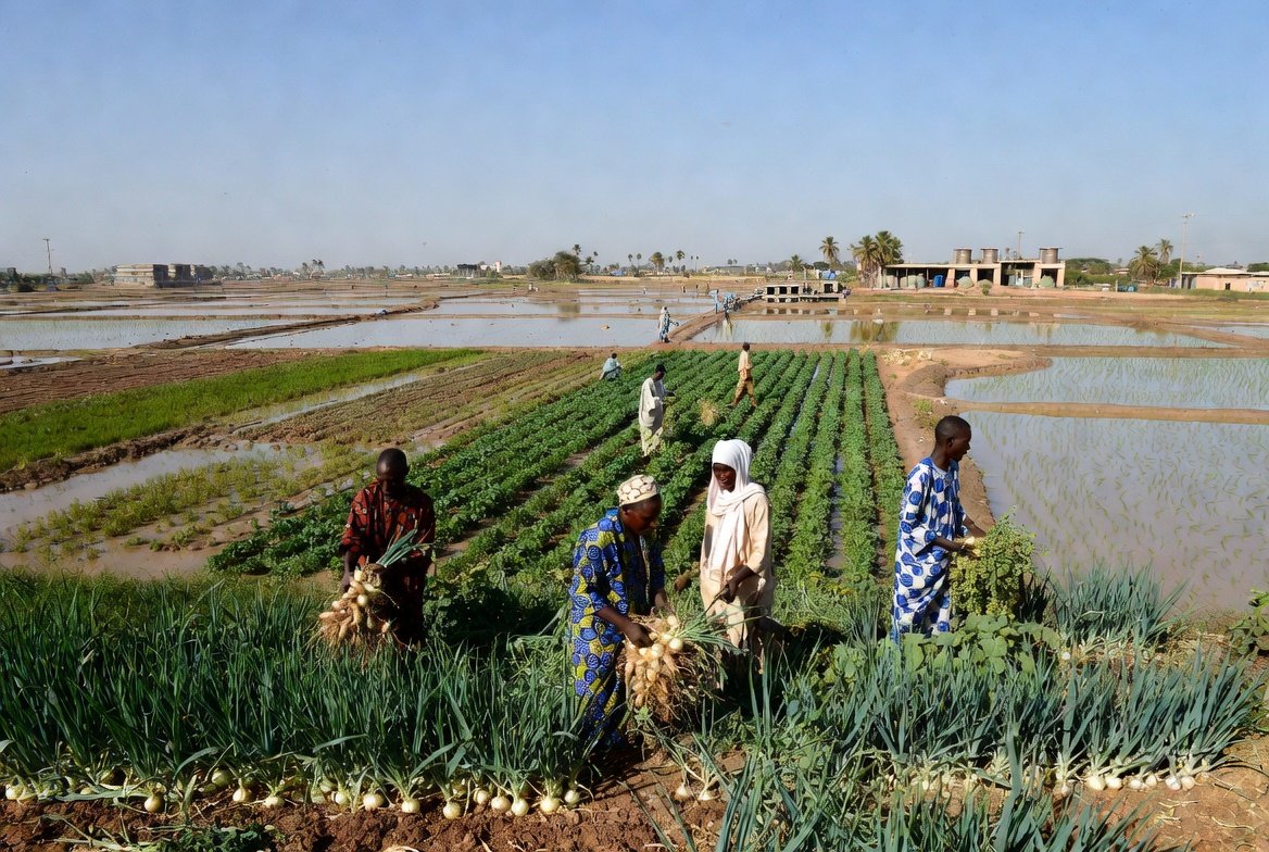Horticulture et riz au Sénégal en 2026 : Vers l’autosuffisance avec le soutien du Pacte AgriConnect