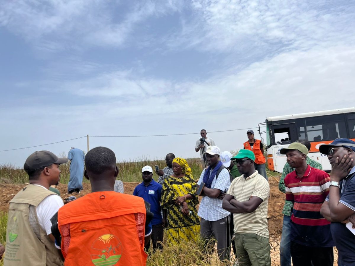 Solving Salinity issues for Rice Farmers in Senegal