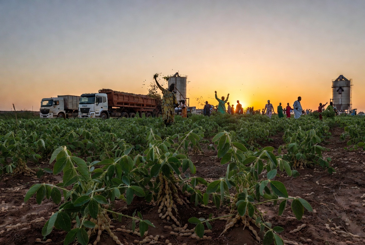 Le Sénégal renforce sa souveraineté agricole en 2026 : Record en vue pour l’arachide et lancement du Pacte AgriConnect